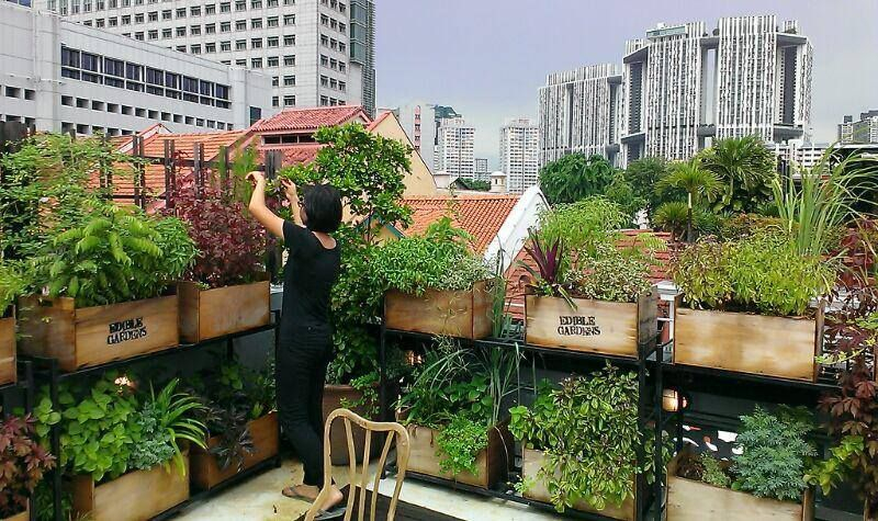 Edible Rooftop - Google Search | Rooftop Garden Urban, Apartment Garden throughout Outdoor Vegetable Roof Design