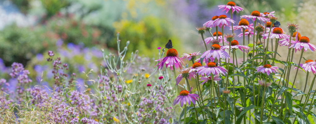 Everything You Need For Planting A Pollinator-Friendly Garden intended for Creating a Pollinator Friendly Flower Garden for Local Wildlife