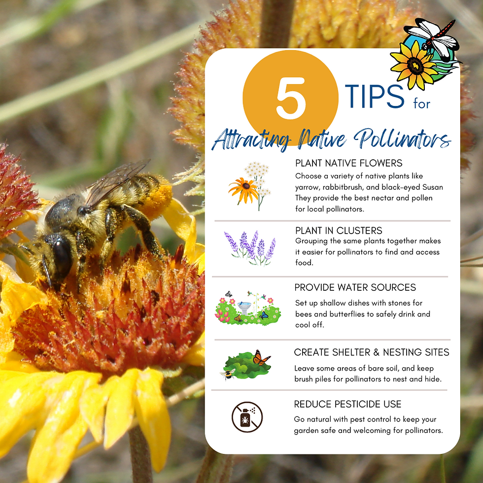 🌸 Top 5 Tips For Attracting Native Pollinators! 🦋 within Simple Design Tricks for Attracting Monarchs and Other Pollinators