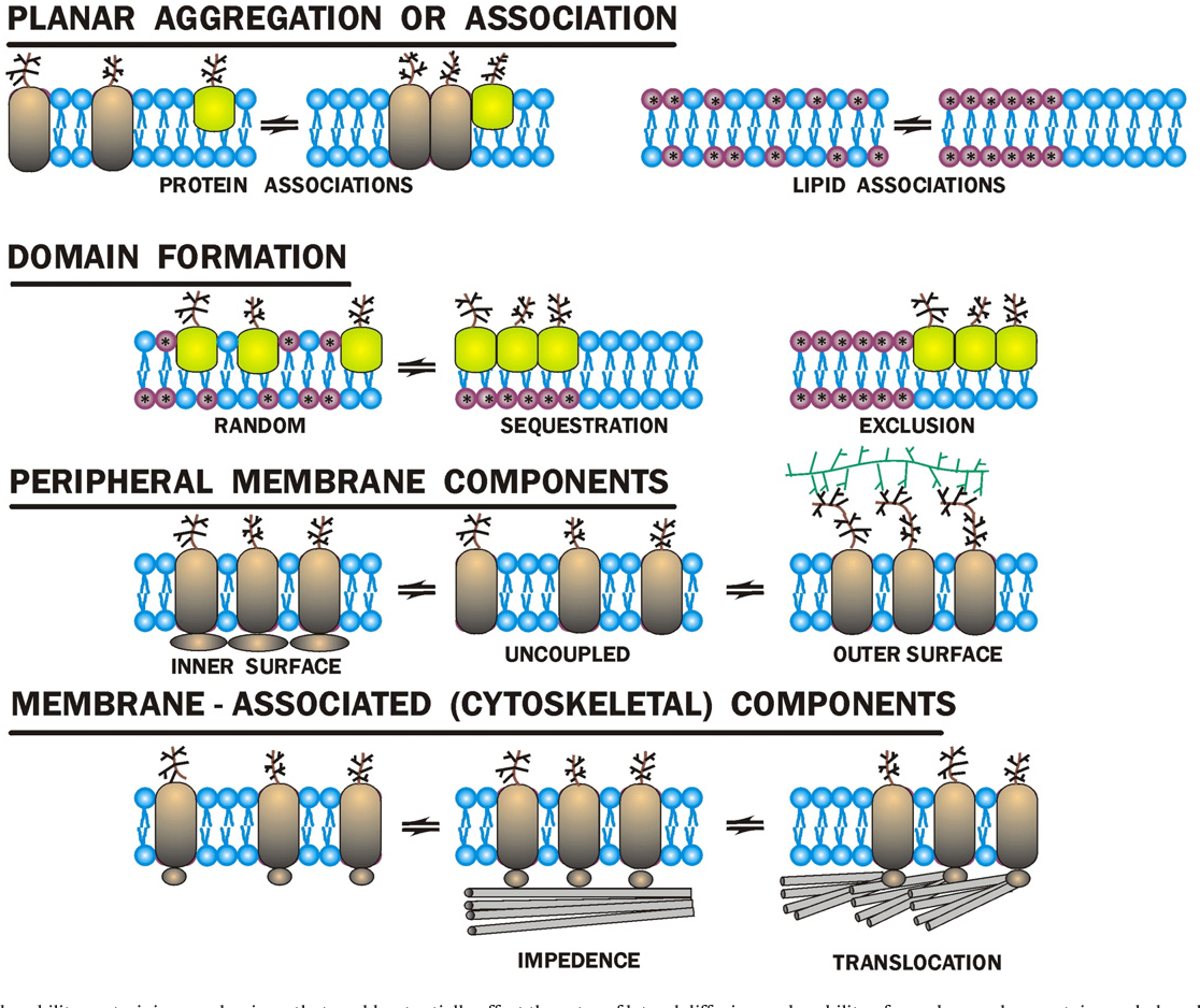 Figure 1 From The Fluid-Mosaic Model Of Membrane Structure: Still ... for Membrane Structure Design