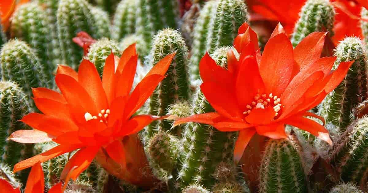 Flowering Cactus: How To Make Cactus Bloom [All Year Round] | Cactus ... pertaining to Outdoor Cactus Garden Design