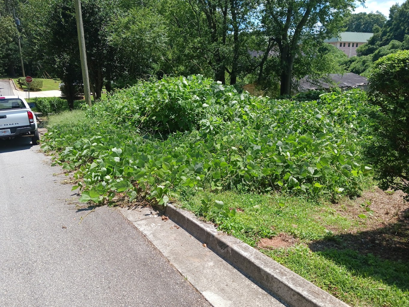 Gallery – Overgrown Backyards throughout Outdoor Landscape Design
