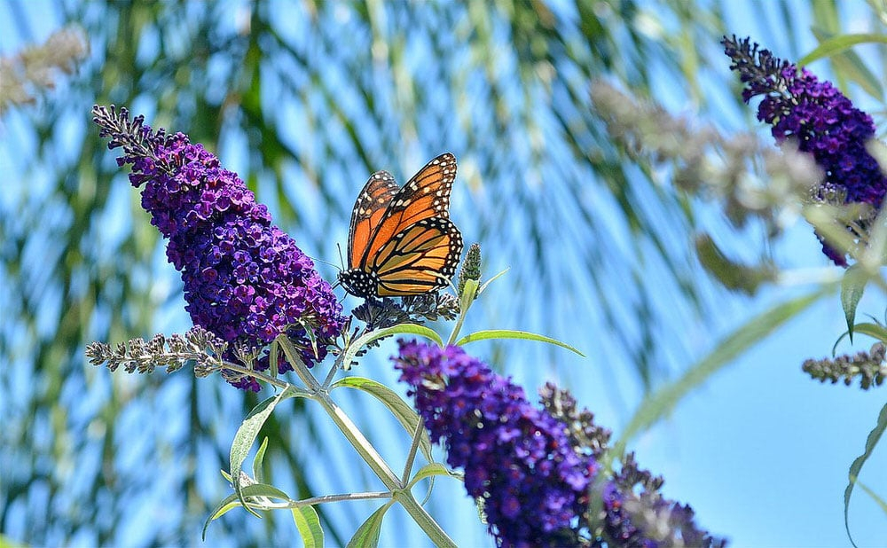 How (And Why) To Grow A Butterfly Bush • The Garden Glove with regard to Outdoor Pollinator Garden Design
