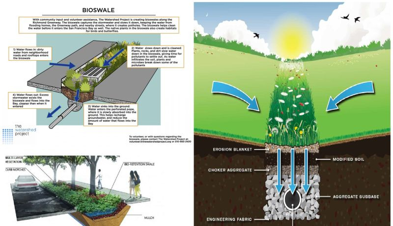 How Bioswales Turn Stormwater Runoff Into Clean Water for Your Neighborhood