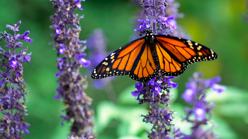 How To Design A Garden To Attract Pollinators | Garden Gate pertaining to Outdoor Butterfly Garden Design