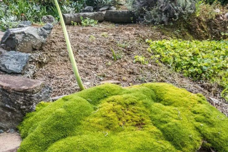 How To Grow Moss On 12 Different Surfaces Step By Step | Outdoormoss ... throughout Expert Secrets for Growing Thriving Moss Outdoors Without the Common Beginner Mistakes
