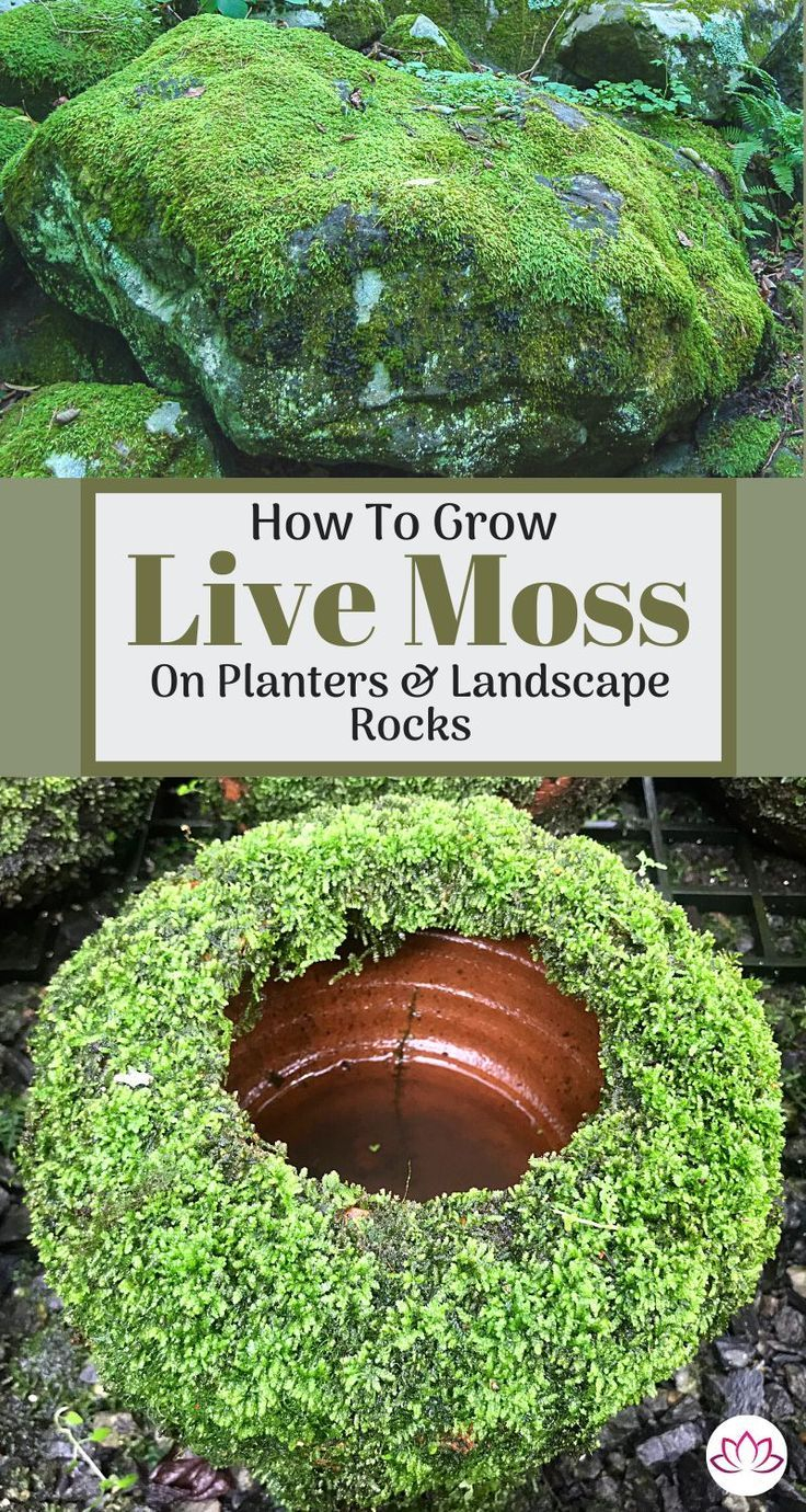 Expert Secrets for Growing Thriving Moss Outdoors Without the Common Beginner Mistakes