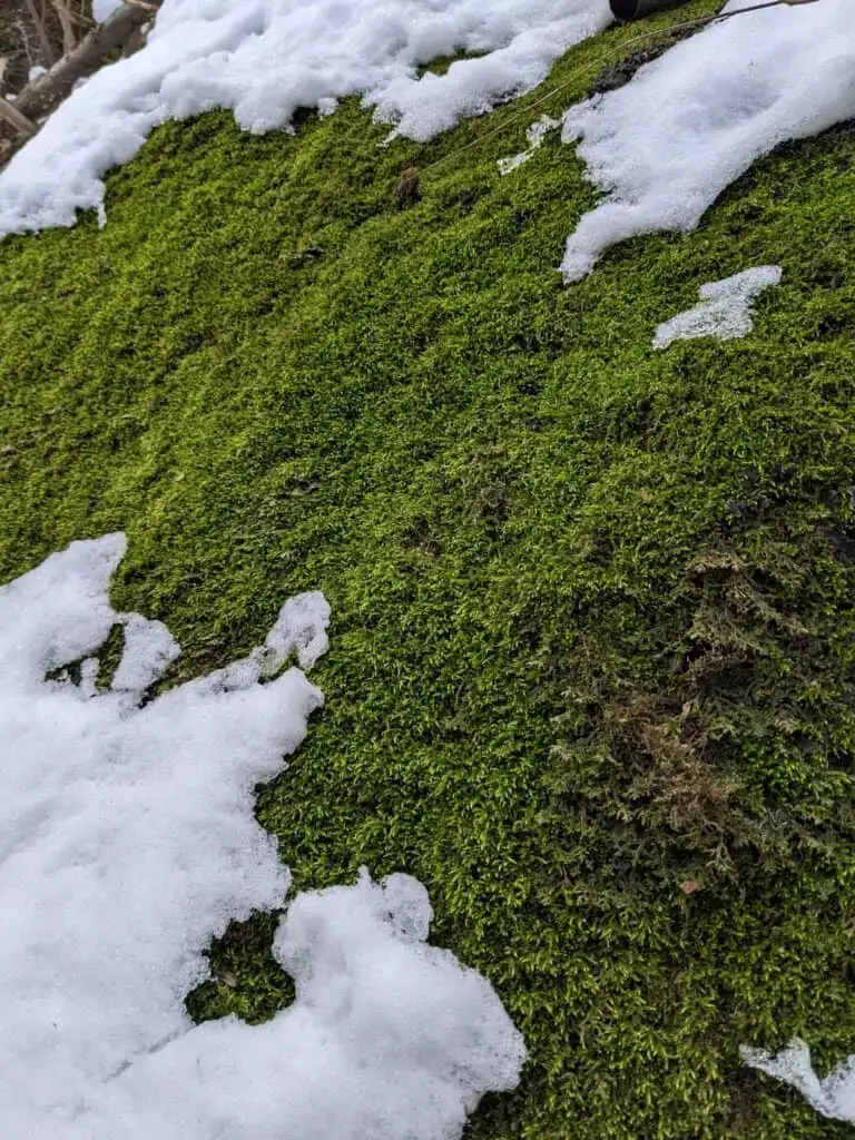 How To Grow Moss On Rocks And Impress Your Friends (Or Enemies ... with regard to Outdoor Moss Garden Design