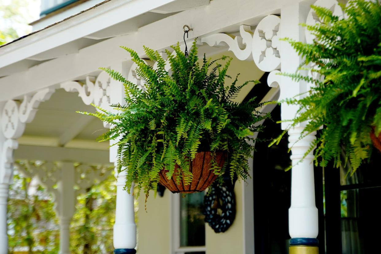 How To Keep Your Porch Ferns Green And Lush All Season — And Years To Come within Outdoor Fern Garden Design