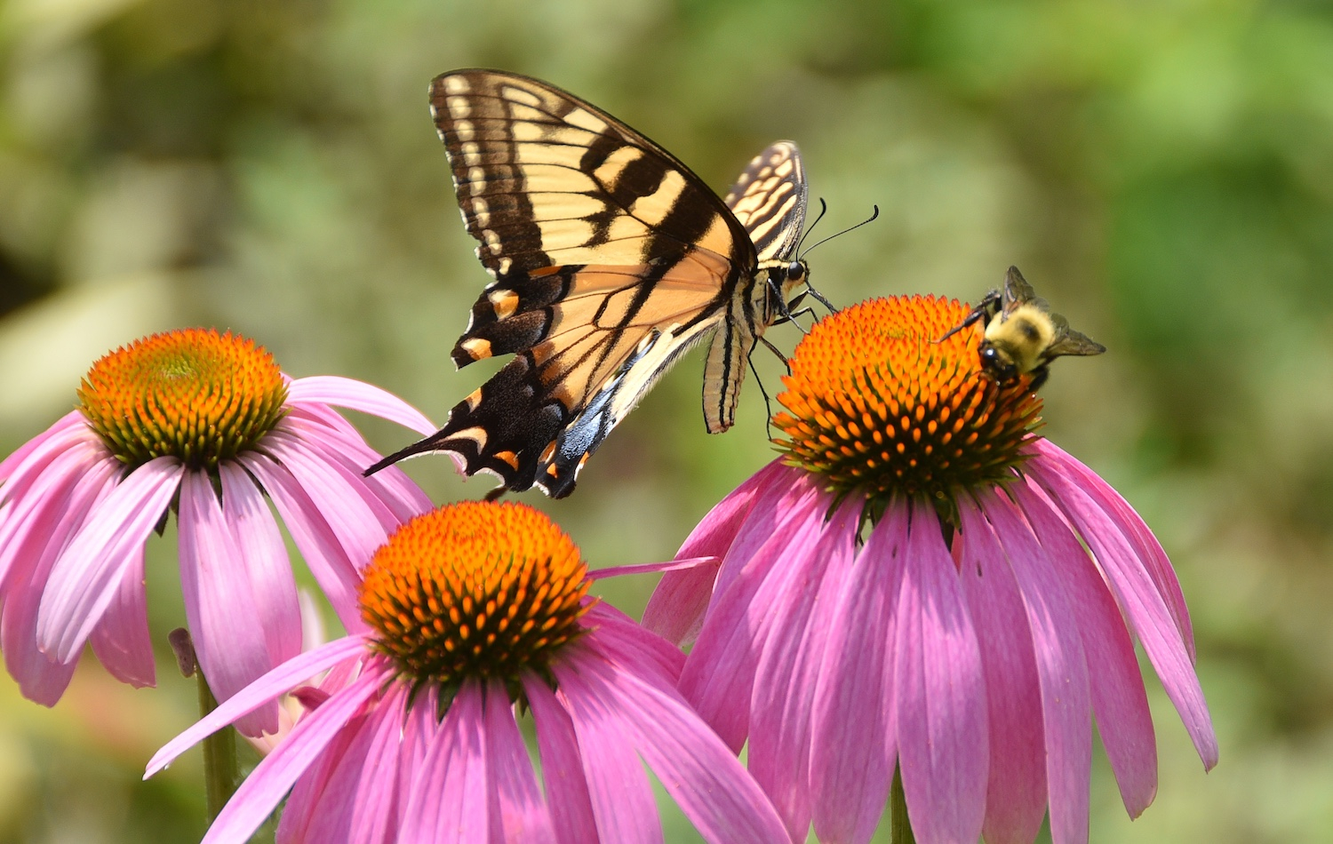 How To Plant A Pollinator Garden - Flower Magazine for How to Create Continuous Blooms for Bees and Butterflies All Season