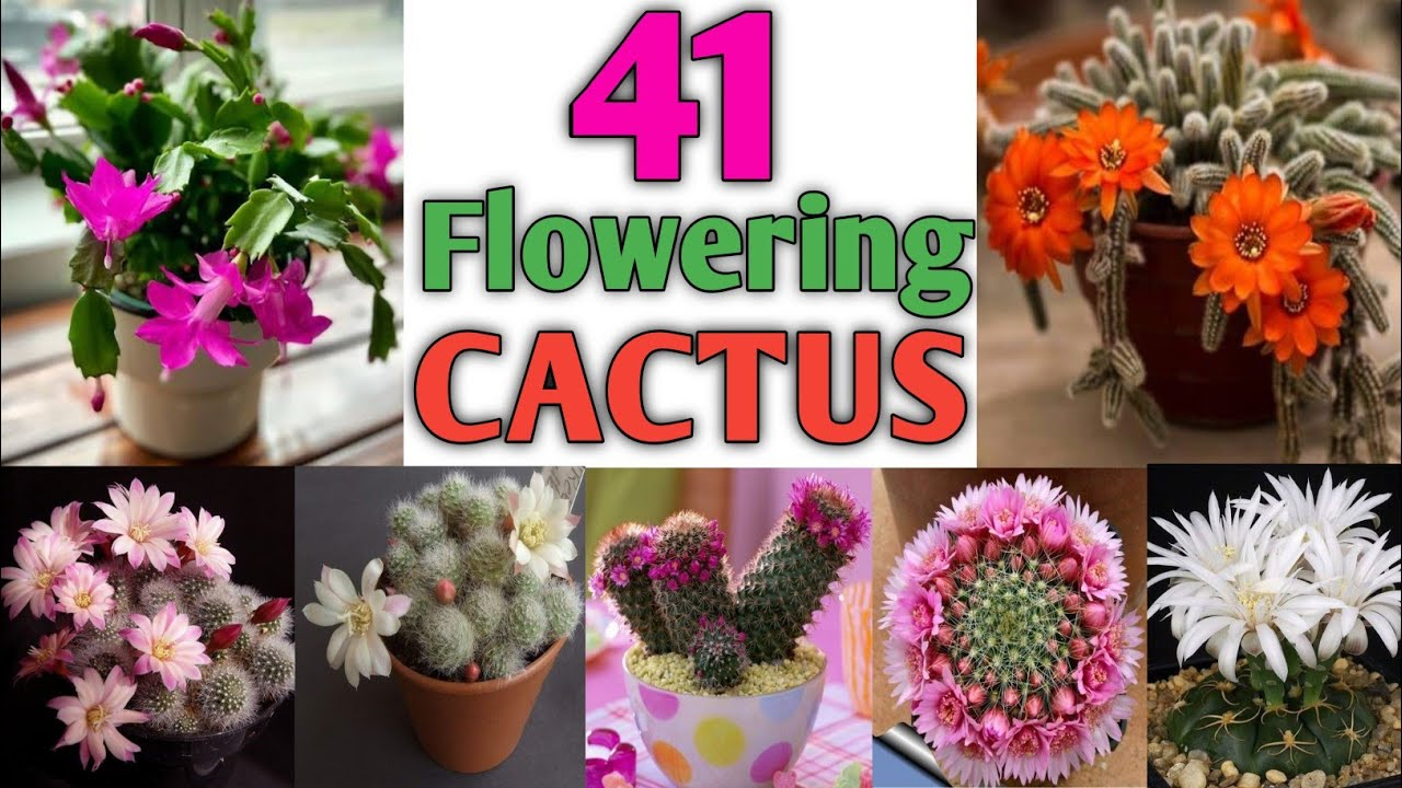 Identifying Cactus Names Help Identifying These Different Opuntia intended for Choosing the Right Cactus Varieties for Year-Round Color and Bloom