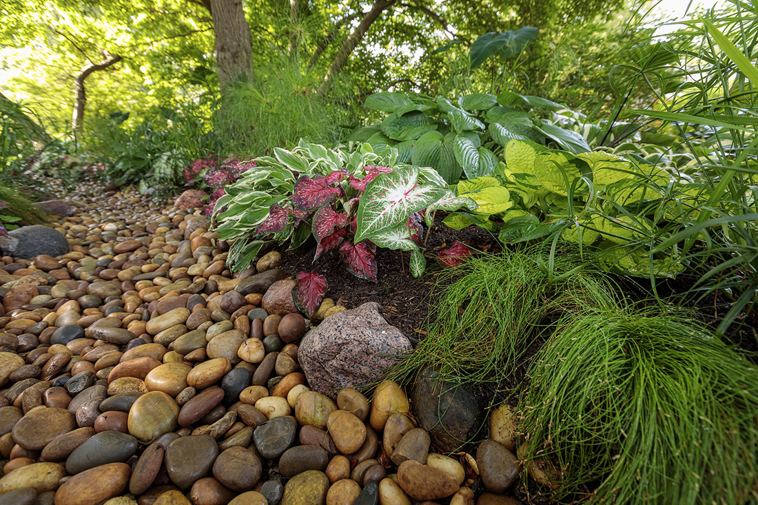 Landscaping Ideas For Wet Lawn 10 Solutions For Soggy Soil pertaining to Outdoor Bog Garden Design