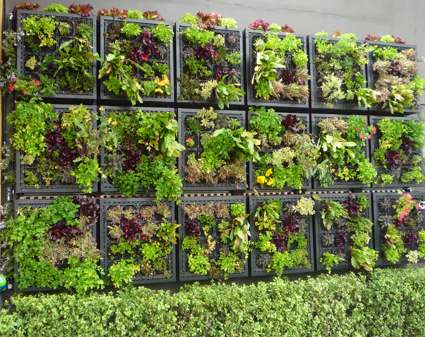Living Herb Wall Outdoor At Ryan Mcgovern Blog with Build a Living Herb Wall That Thrives Outdoors Without Breaking the Bank