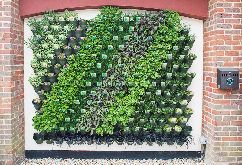 Living Herb Wall Outdoor At Ryan Mcgovern Blog with regard to Build a Living Herb Wall That Thrives Outdoors Without Breaking the Bank