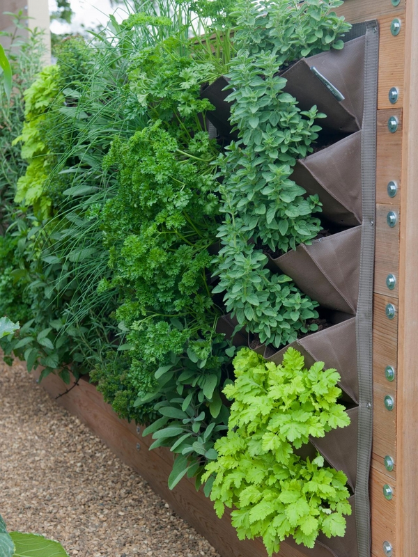 Living Wall Herb Plants At Danelle Perez Blog in Outdoor Herb Wall Design