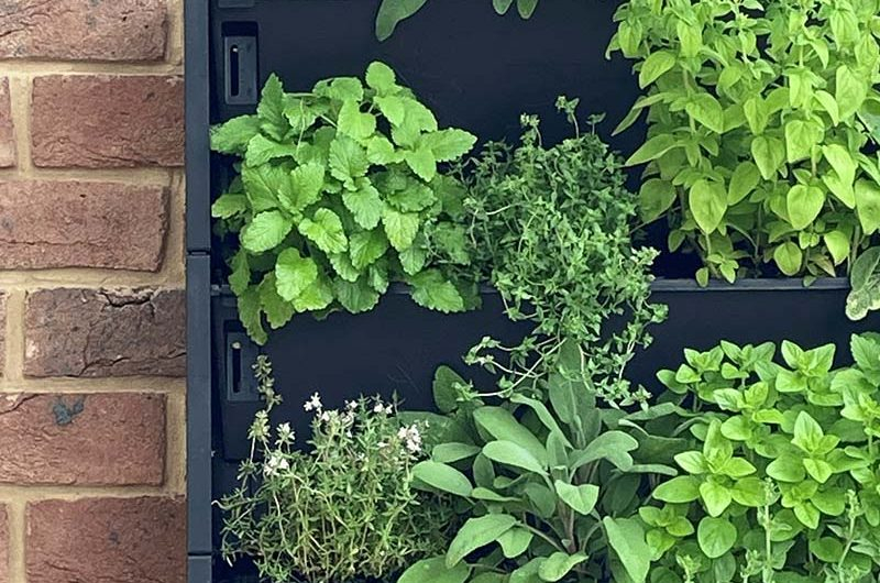 Build a Living Herb Wall That Thrives Outdoors Without Breaking the Bank