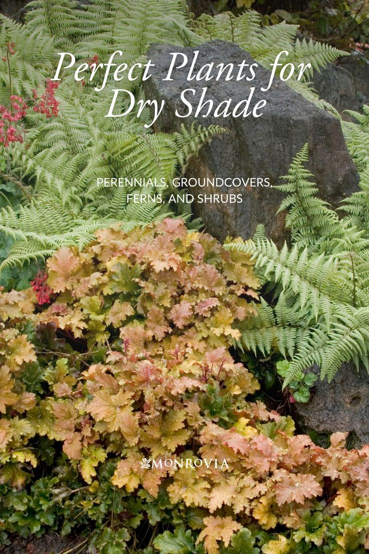 Perfect Plants For Dry Shade – Artofit regarding Choosing the Right Plants for Dry and Moist Shade Areas