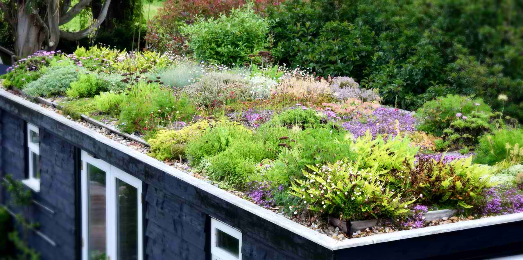 Plant Communities On My Green Roof – Herbidacious in Transforming Urban Spaces with Creative Outdoor Herb Roof Designs