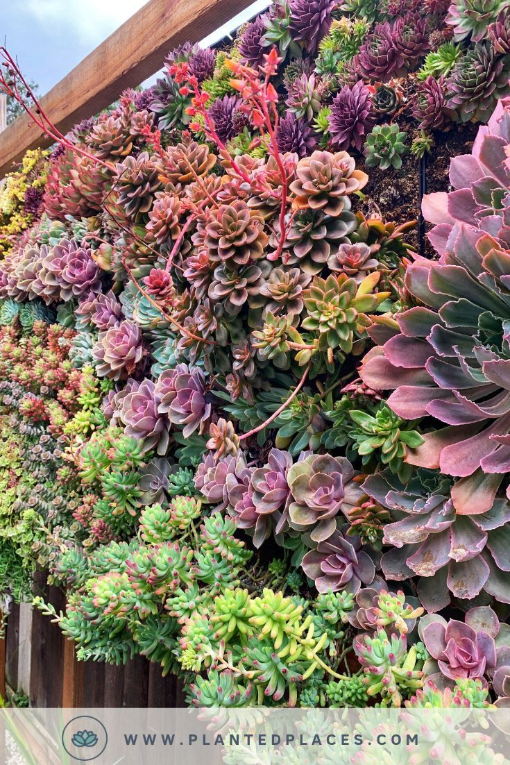 Planted Places Transforms Your Empty Interior Walls Into A Beautiful ... in Outdoor Succulent Wall Design
