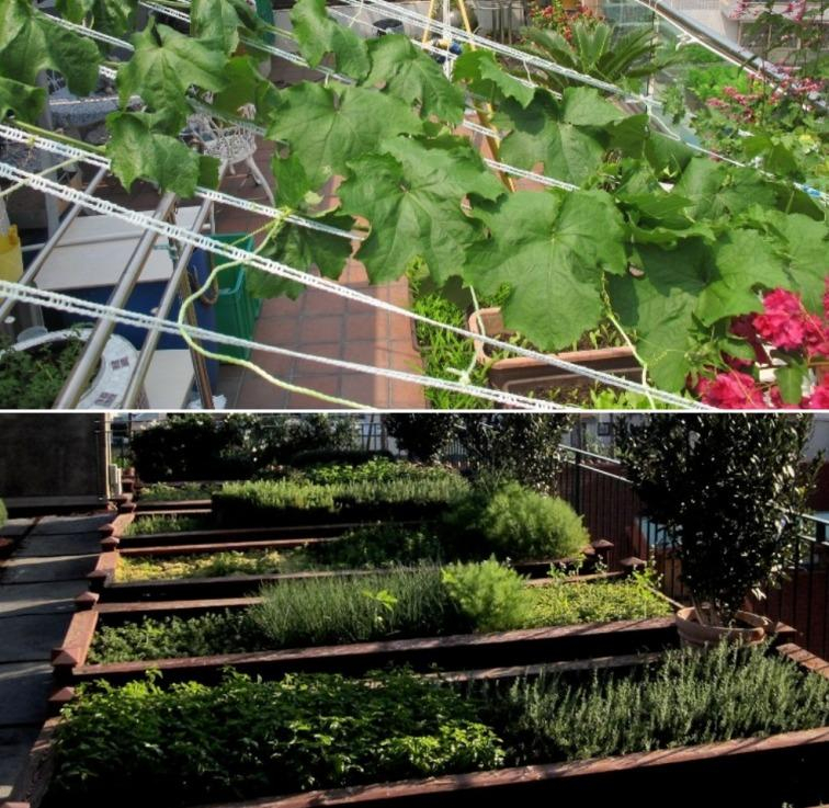 Rooftop Vegetable Gardening Design, Layout In India | Gardening Tips pertaining to Outdoor Vegetable Roof Design
