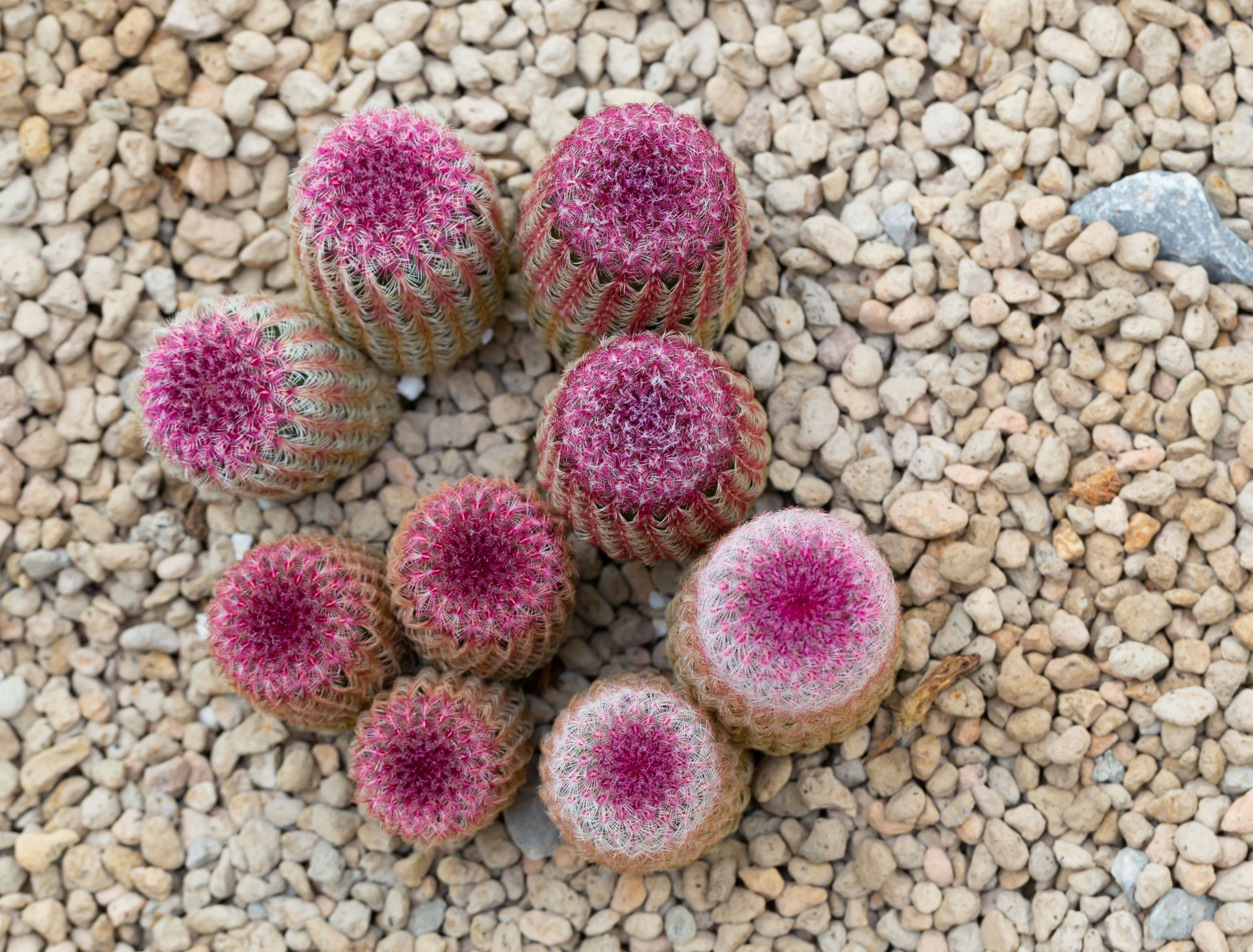 Round Cactus Types pertaining to Outdoor Cactus Garden Design