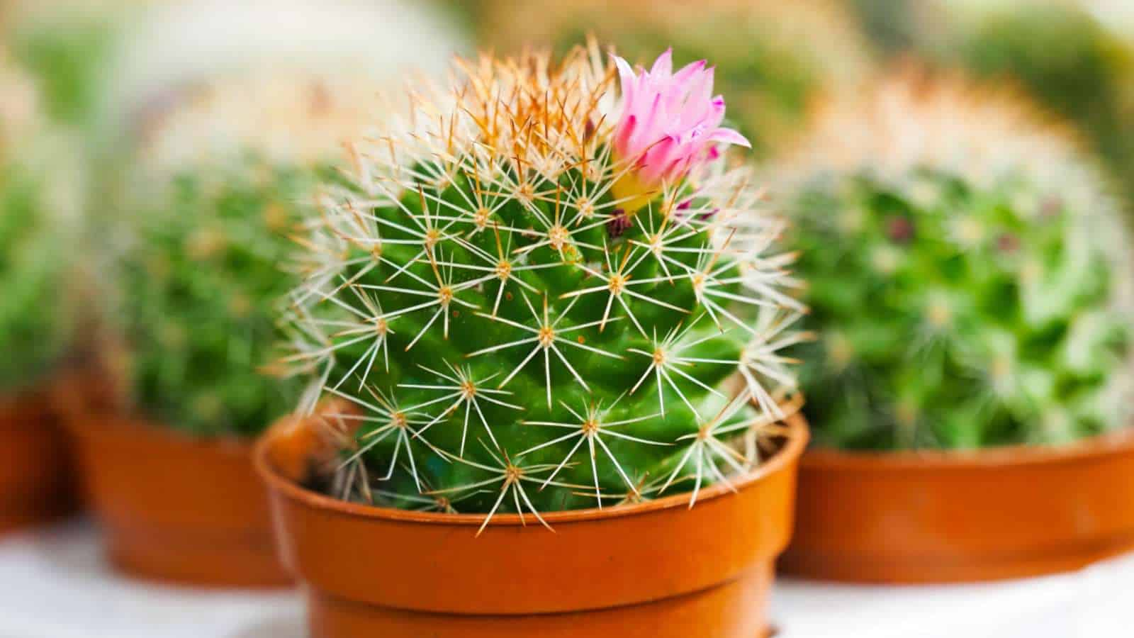 Round Cactus Types with Outdoor Cactus Garden Design