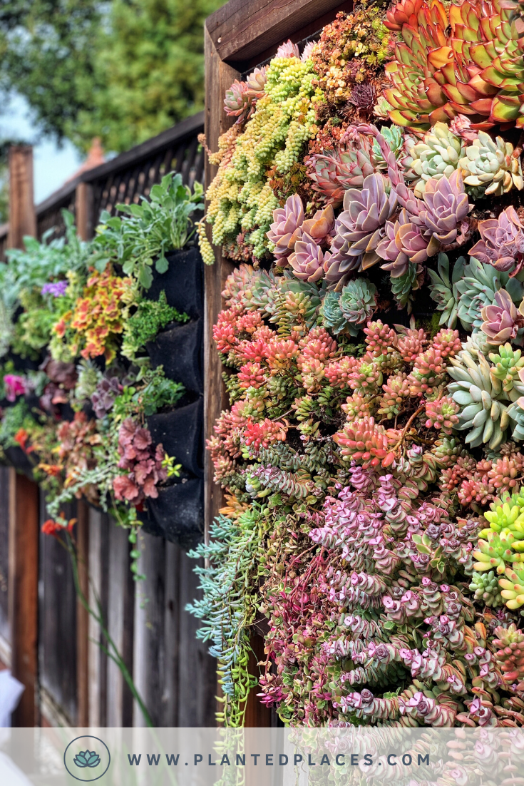 Transforming Bare Walls into Lush Succulent Gardens Step by Step