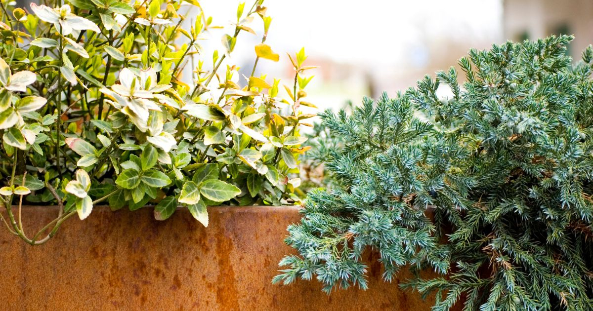 Transform Commercial Spaces With Corten Steel Planters Today intended for How Handcrafted Steel Fixtures Transform Industrial Spaces into Warm Homes