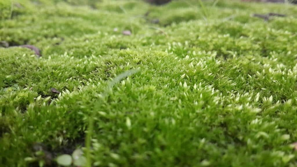Unlock The Secrets Of Moss In Your Lawn: Expert Tips For Removal And ... pertaining to Expert Secrets for Growing Thriving Moss Outdoors Without the Common Beginner Mistakes