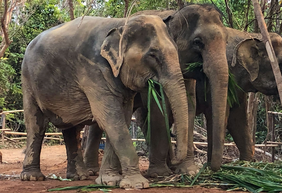 Elephant Wildlife Sanctuary Elephant "Save & Care" And "Feeding ... intended for Rethinking Structural Integrity for Large Scale Wildlife Sanctuaries