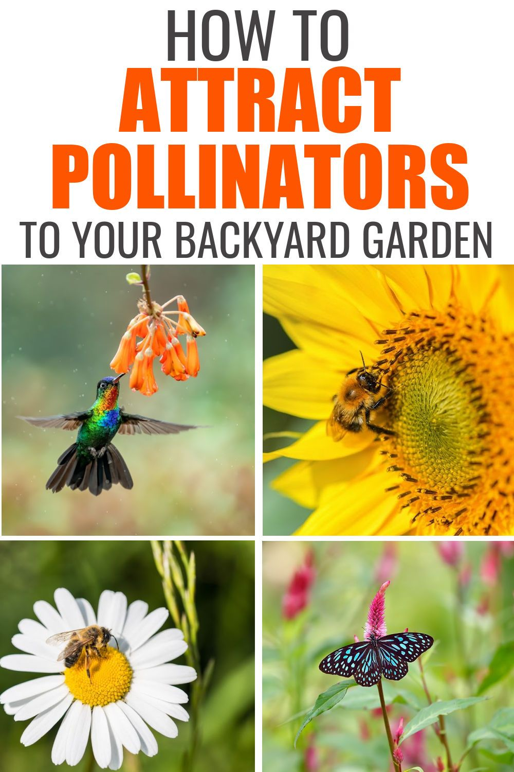 How To Attract Pollinators To Your Yard At Charles Lindquist Blog in Butterfly Garden Design