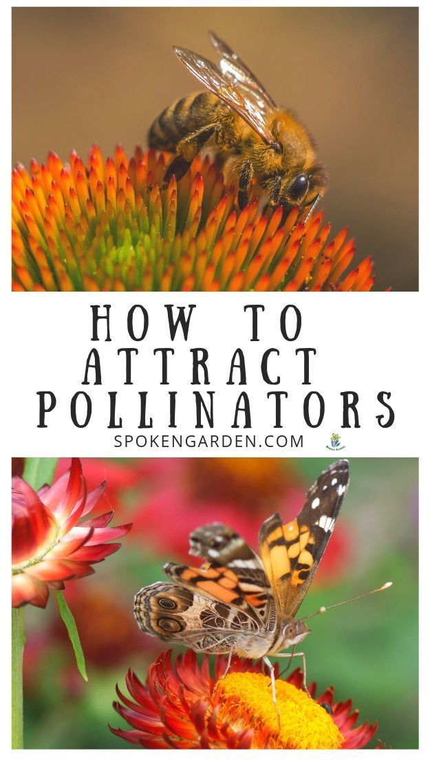 Learn How To Attract Pollinators Year-Round With Our 5 Simple Steps ... with regard to Butterfly Garden Design