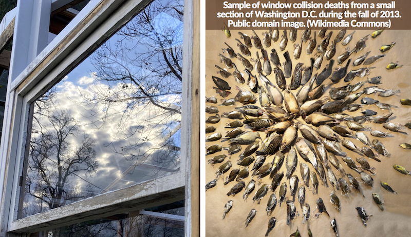 Reducing Collisions Of Birds Into Windows On The Farm - Hobby Farms pertaining to How Modern Architecture is Saving One Billion Birds from Window Collisions