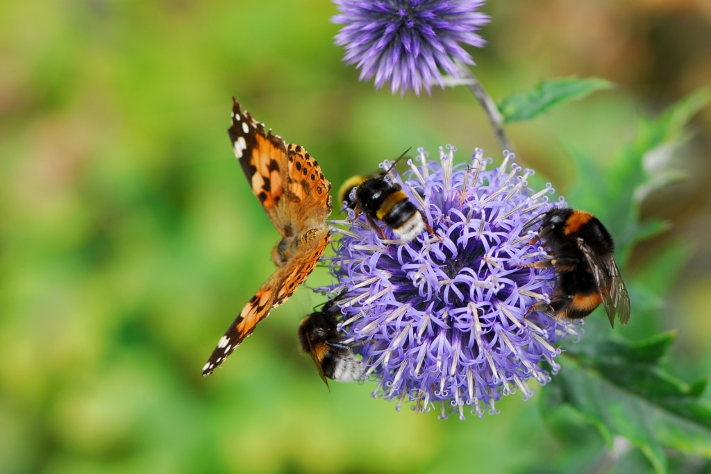 Why Pollinators Matter More Than You Think | Whole Life Carbon with Shower Mat Design