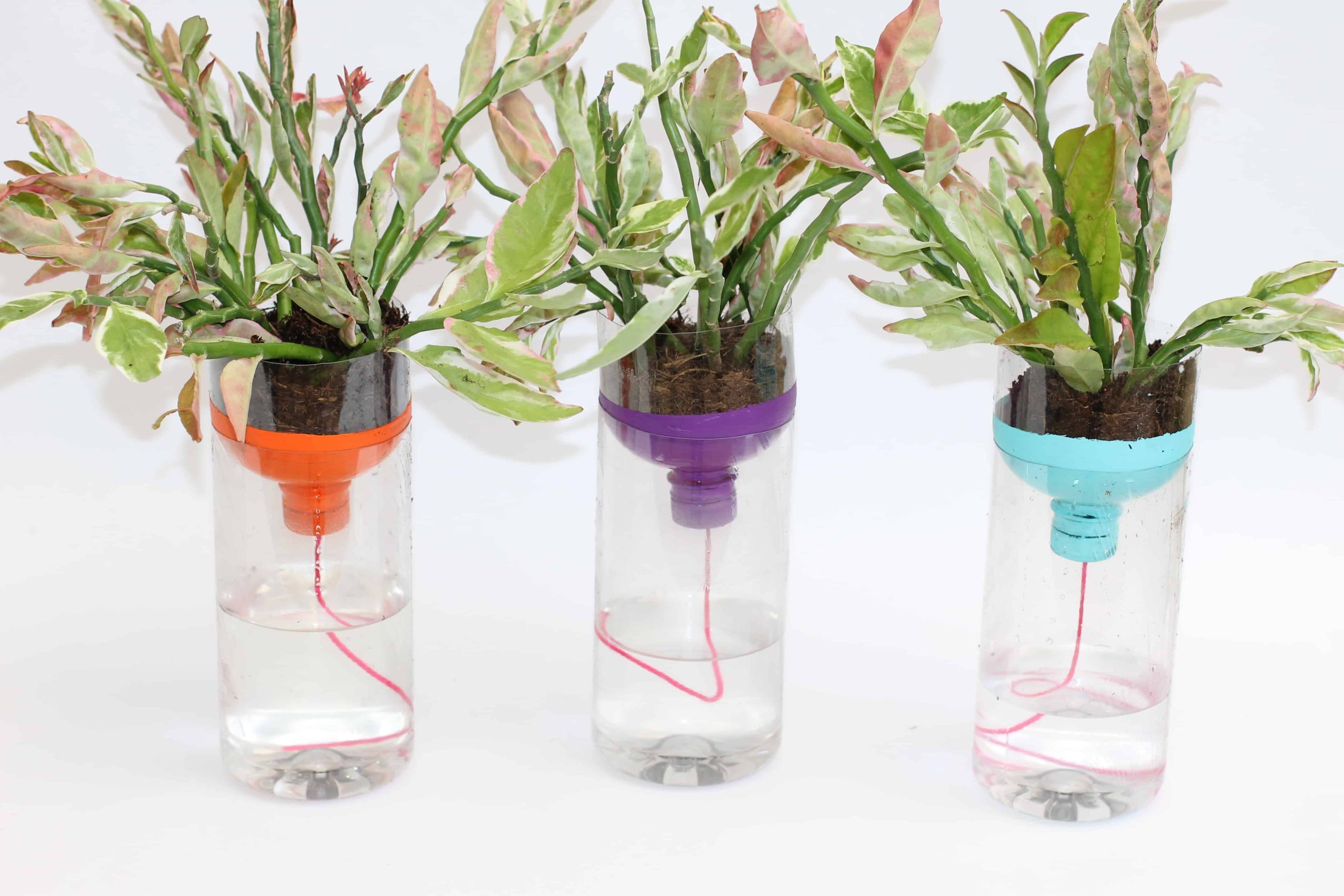 14 Self Watering Planters Diy For The Ones Without A Green Thumb with How a simple laundry to landscape setup can transform your home watering routine without touching your plumbing