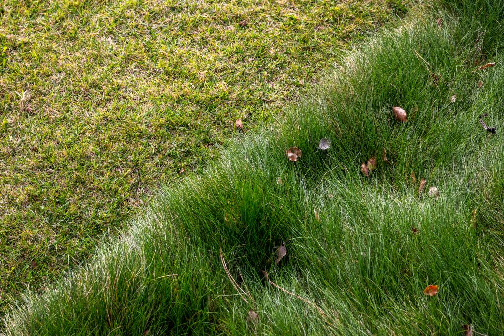 4 Low-Water Turf Alternatives That Are California Native Grasses - Los ... with regard to Why Local Ecosystems Thrive When You Swap Turf Grass for Native Flora
