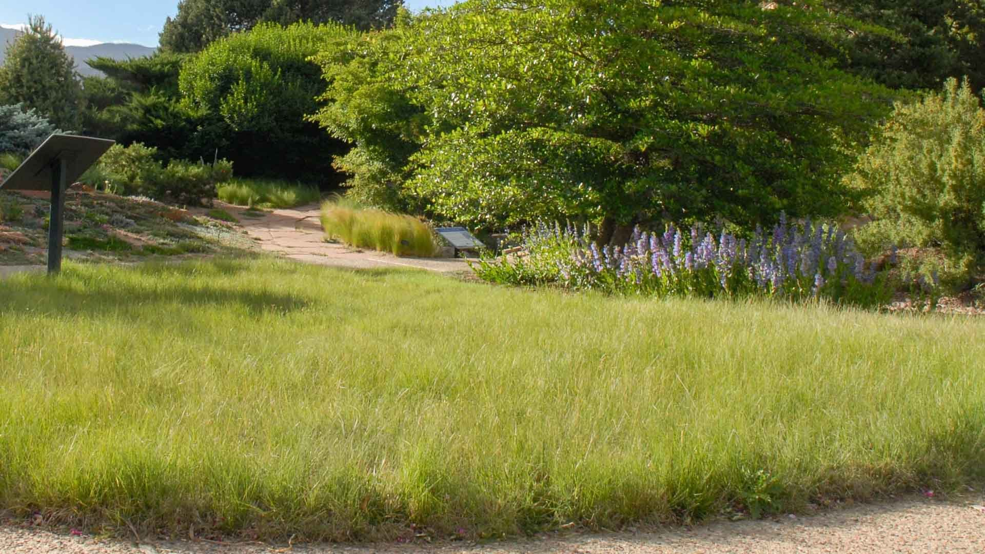 A Resilient Choice: Prairie Gardens And Native Grass Lawns throughout Native Plant Design
