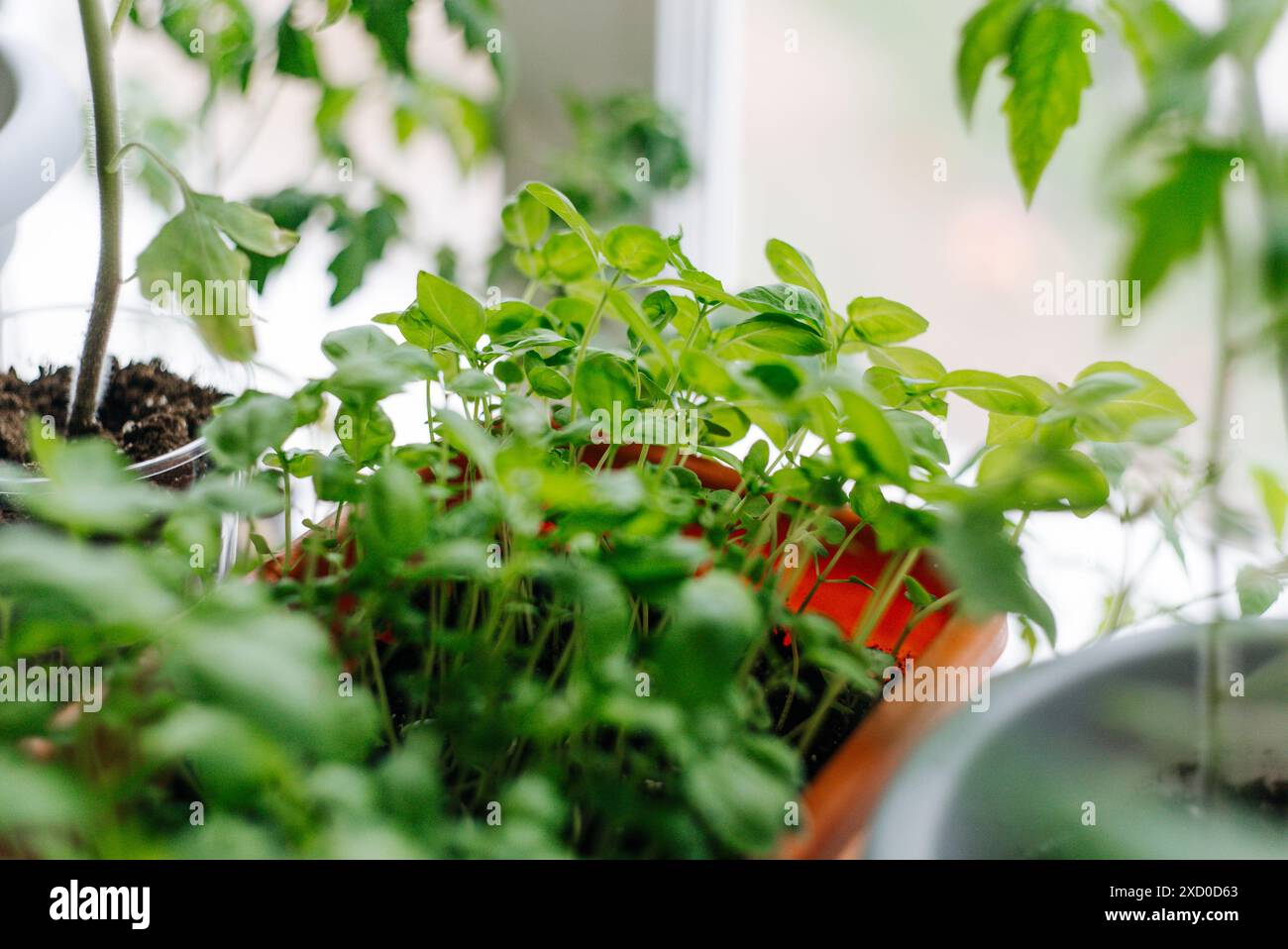 Indoor Herb Garden With Basil And Tomato Plants. Fresh And Vibrant ... throughout Daylight Modeling Design