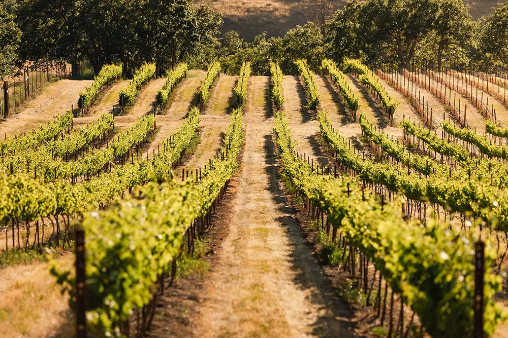 Nick Mackay Gets Results - Capital Call Vintners with Tasting Room Design