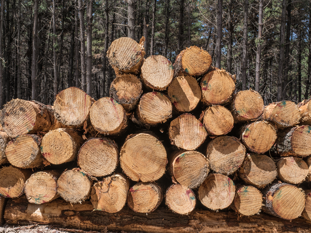Understanding The Carbon Footprint Of Timber | Mortlock Timber with Engineered Wood Design