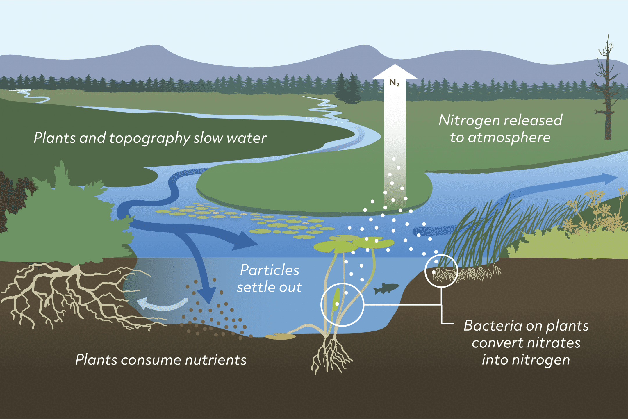 How communities are using self-adjusting wetland ecosystems to meet strict discharge regulations naturally
