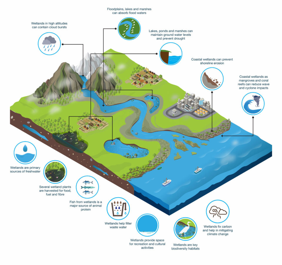 Why Wetlands Matter - Wetlands International in Constructed Wetland Design