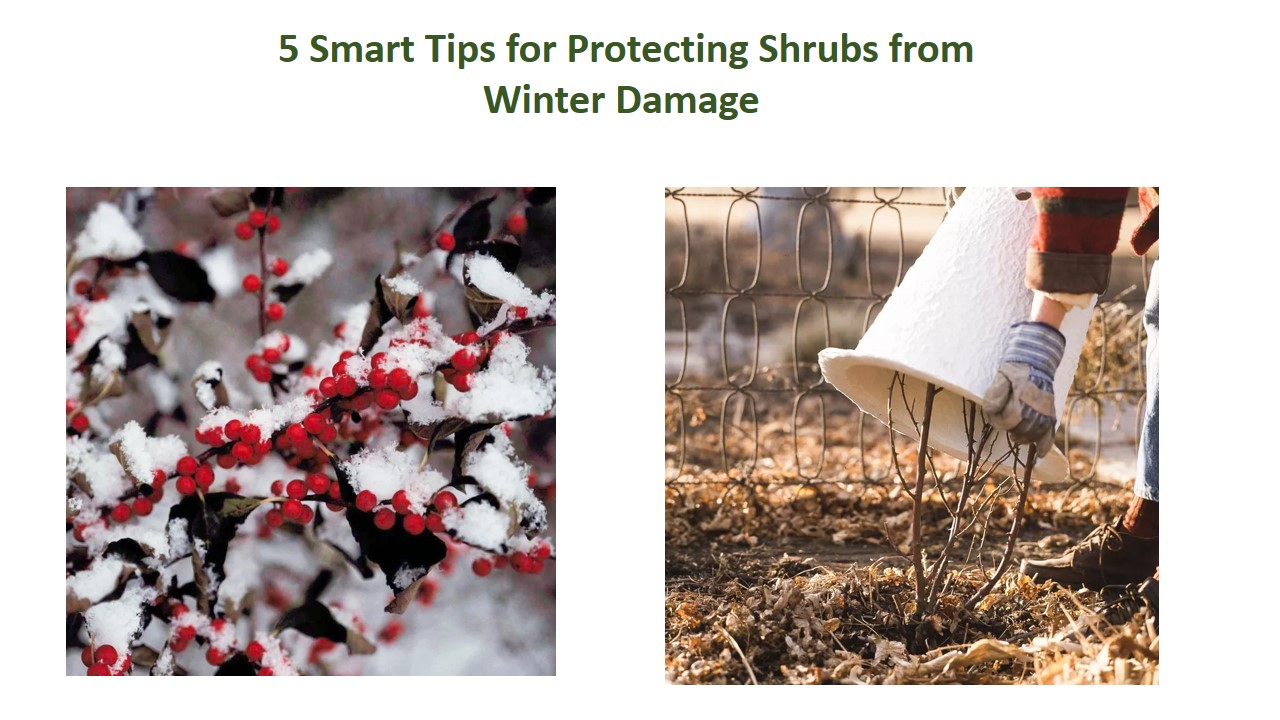 5 Smart Tips For Protecting Shrubs From Winter Damage pertaining to Protect Shrubs From Winter Damage: Water Deep, Wrap Late, Mulch Before Freeze-Up
