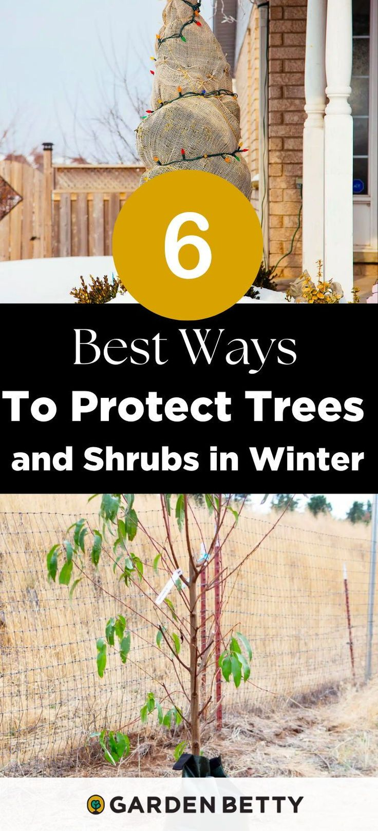 Protect Shrubs From Winter Damage: Water Deep, Wrap Late, Mulch Before Freeze-Up