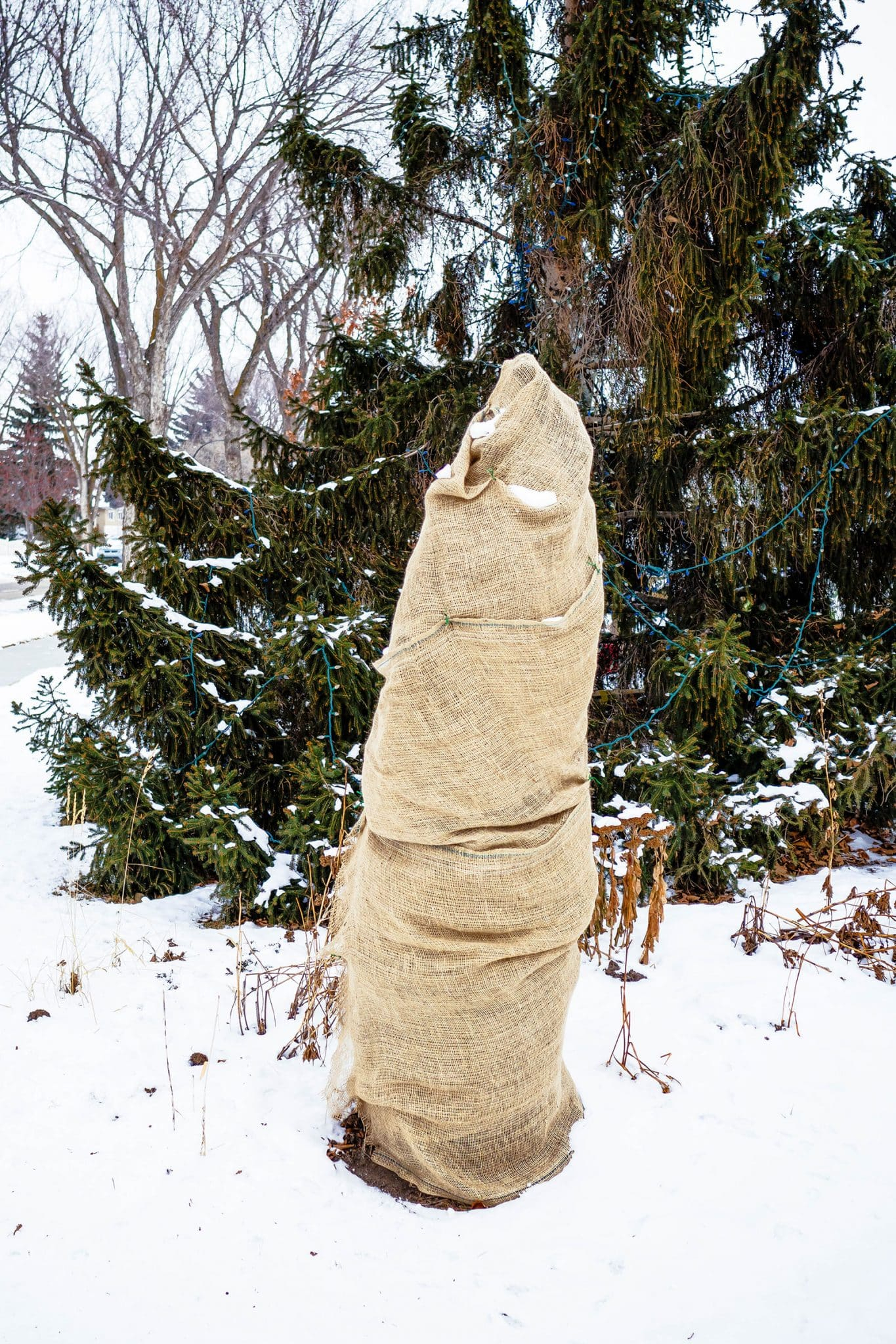 6 Best (And Easiest) Ways To Protect Trees And Shrubs In Winter ... pertaining to How To Protect Shrubs From Winter Damage