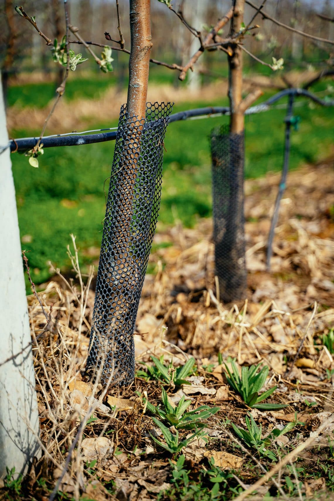 Protect Young Trees from Winter Sunscald and Frost Cracks: A Fall Tree Guard Guide