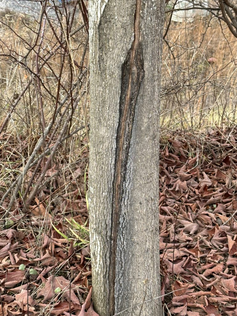 Frost Cracks In Trees - Tree Topics within Protect Young Trees from Winter Sunscald and Frost Cracks: A Fall Tree Guard Guide