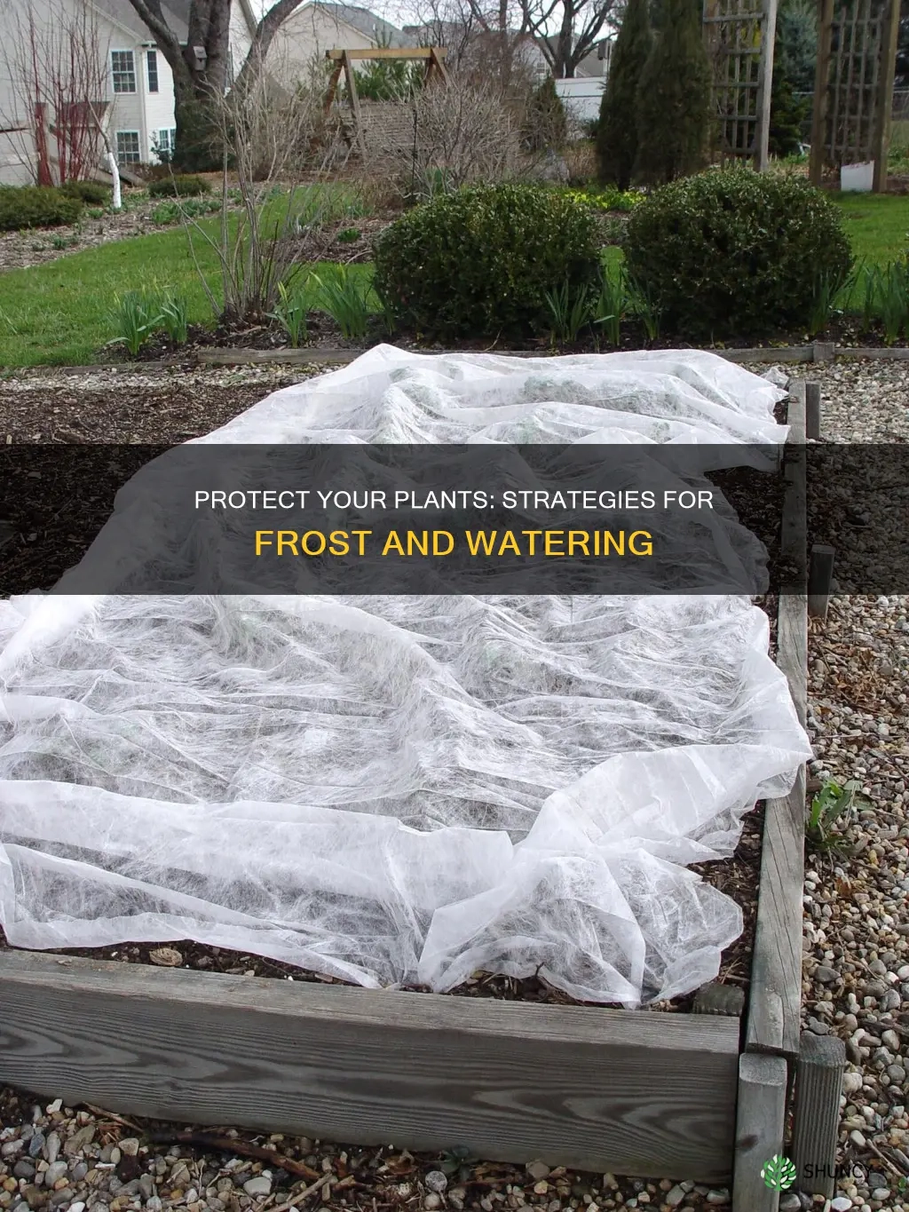 How To Protect Plants From Frost By Watering Before Freeze | Shuncy with Protect Shrubs From Winter Damage: Water Deep, Wrap Late, Mulch Before Freeze-Up