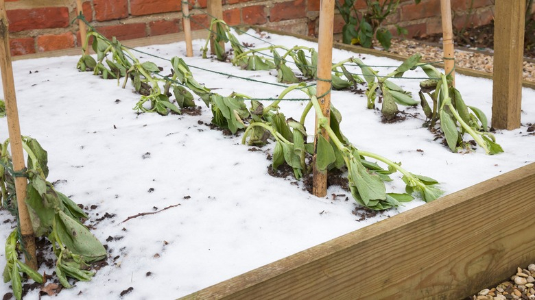 How To Protect Plants From Late Frost Damage In Winter By Watering ... pertaining to How To Protect Shrubs From Winter Damage