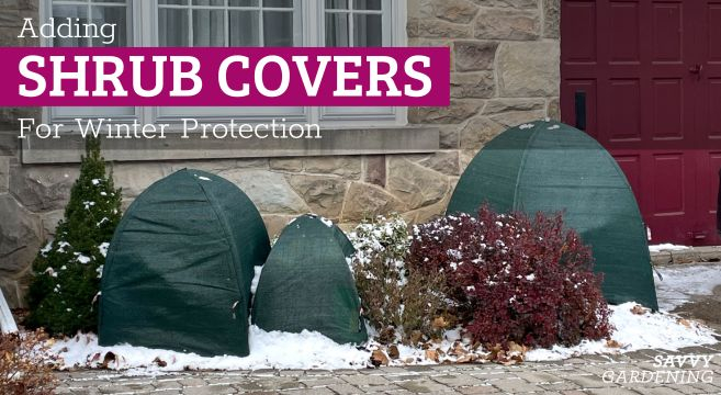Small Shrub For Winter Protection Weather Resistant Plant Frost Cover in How To Protect Shrubs From Winter Damage